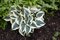 Hosta ‘Blue Ivory‘ 20/30 cm v črepníku 3l Hosta ‘Blue Ivory‘