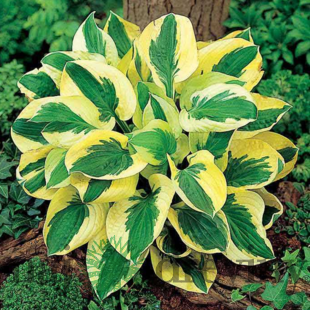 Hosta ‘Brim Cup‘ 20/30 cm v črepníku 3l Hosta ‘Brim Cup‘