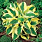Hosta ‘Brim Cup‘ 20/30 cm v črepníku 3l Hosta ‘Brim Cup‘