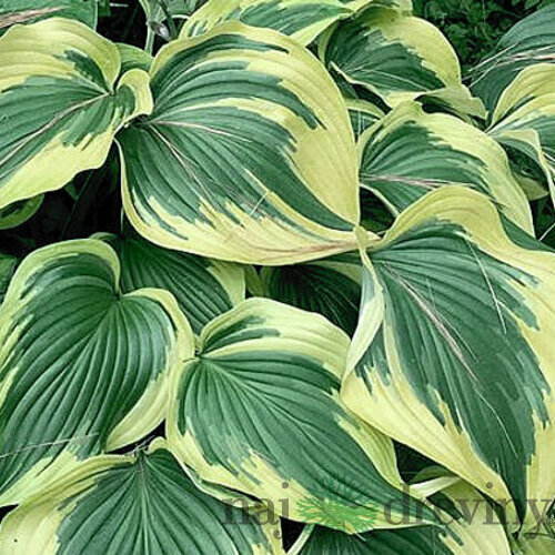 Hosta Broadway 20/30 cm v črepníku 3l Hosta ‘Broadway‘