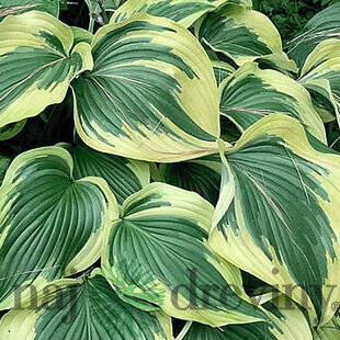Hosta Broadway 20/30 cm v črepníku 3l Hosta ‘Broadway‘