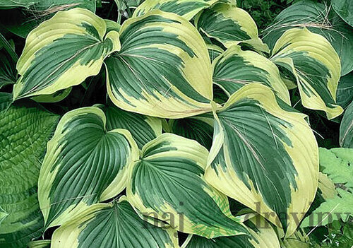 Hosta Broadway 20/30 cm v črepníku 3l Hosta ‘Broadway‘