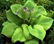 Hosta Captain‘s Adventure 20/30 cm , v črepníku 3l Hosta Captain‘s Adventure