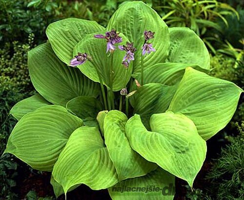 Hosta Captain‘s Adventure 20/30 cm , v črepníku 3l Hosta Captain‘s Adventure