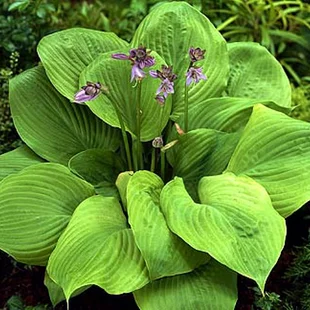 Hosta Captain‘s Adventure 20/30 cm , v črepníku 3l Hosta Captain‘s Adventure