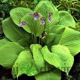Hosta Captain‘s Adventure 20/30 cm , v črepníku 3l Hosta Captain‘s Adventure