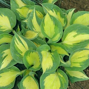 Hosta ‘Cathedral Windows‘,20/30 cm v črepníku 3l Hosta ‘Beach Boy‘