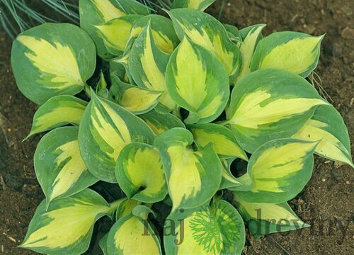 Hosta ‘Cathedral Windows‘,20/30 cm v črepníku 3l Hosta ‘Beach Boy‘