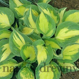 Hosta ‘Cathedral Windows‘,20/30 cm v črepníku 3l Hosta ‘Beach Boy‘
