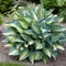Hosta Catherine 20/30 cm v črepníku 3l Hosta ‘Catherine‘