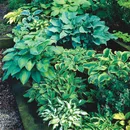 Hosta