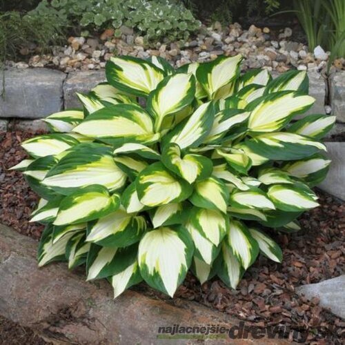 Hosta ‘Color Festival‘,20/30 cm v črepníku 3l Hosta ‘Color Festival‘