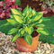 Hosta ‘Colored Hulk‘, v črepníku 3l Hosta ‘Colored Hulk‘