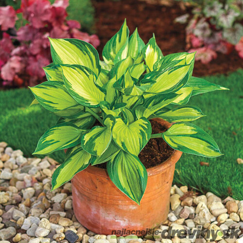 Hosta ‘Colored Hulk‘, v črepníku 3l Hosta ‘Colored Hulk‘