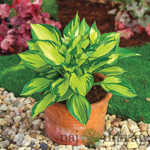 Hosta ‘Colored Hulk‘, v črepníku 3l Hosta ‘Colored Hulk‘