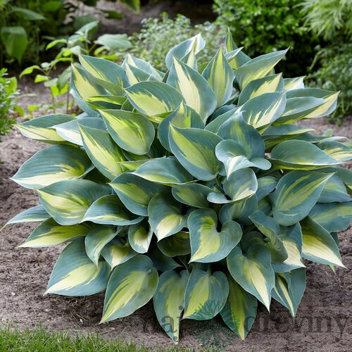 Hosta Delta Dawn 20/30 cm v črepníku 3l Hosta ‘Delta Dawn‘