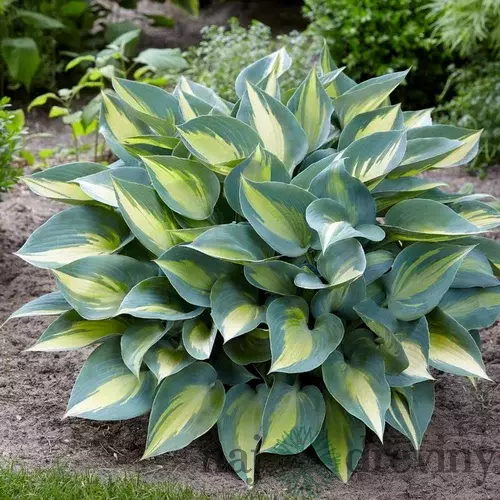 Hosta Delta Dawn 20/30 cm v črepníku 3l Hosta ‘Delta Dawn‘
