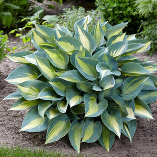 Hosta Delta Dawn 20/30 cm v črepníku 3l Hosta ‘Delta Dawn‘