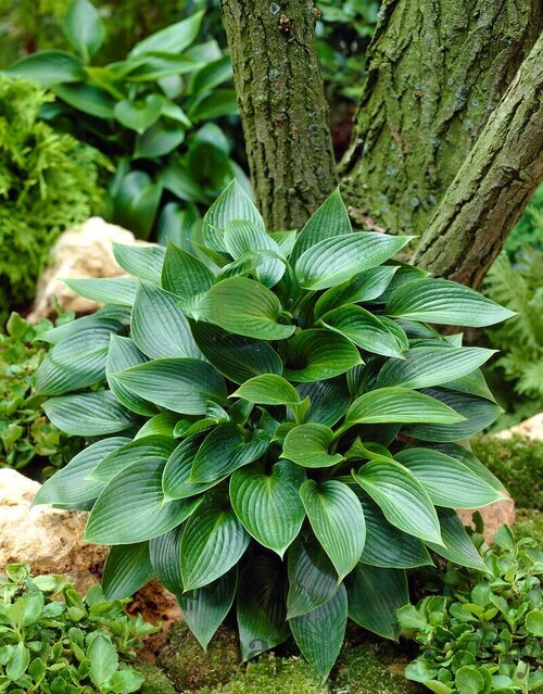 Hosta Devon Green 20/30 cm v črepníku 3l Hosta ‘Devon Green‘