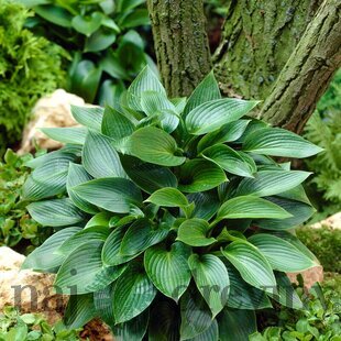 Hosta Devon Green 20/30 cm v črepníku 3l Hosta ‘Devon Green‘