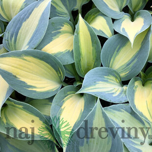 Hosta Dream Queen 20/30 cm v črepníku 3l Hosta ‘Dream Queen‘