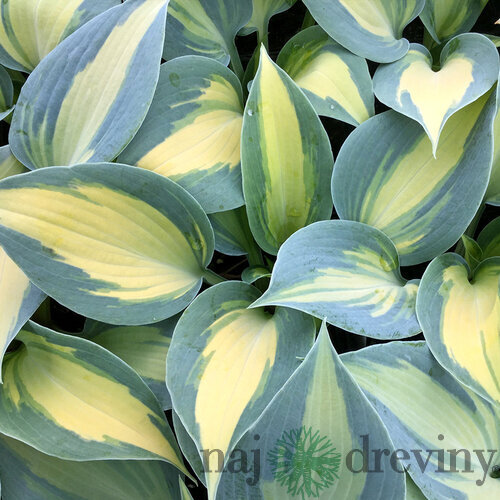 Hosta Dream Queen 20/30 cm v črepníku 3l Hosta ‘Dream Queen‘