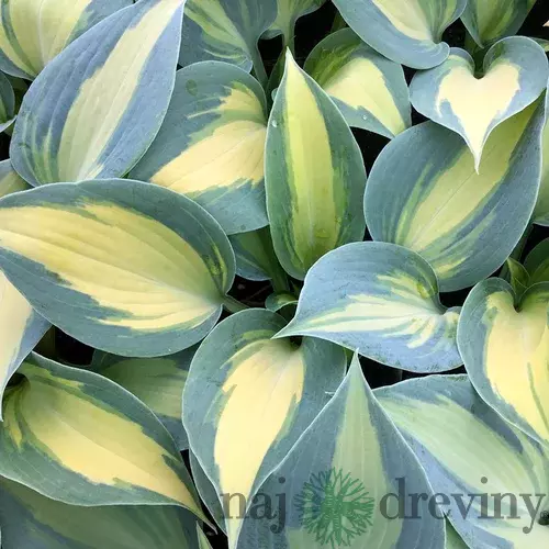 Hosta Dream Queen 20/30 cm v črepníku 3l Hosta ‘Dream Queen‘