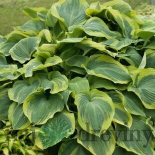 Hosta Eart Angel 20/30 cm v črepníku 3l Hosta ‘Earth Angel‘