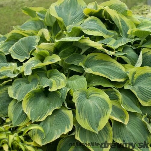 Hosta Eart Angel 20/30 cm v črepníku 3l Hosta ‘Earth Angel‘