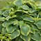 Hosta Eart Angel 20/30 cm v črepníku 3l Hosta ‘Earth Angel‘