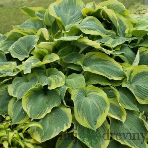 Hosta Eart Angel 20/30 cm v črepníku 3l Hosta ‘Earth Angel‘