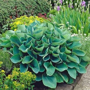 Hosta Elegans, výška20/30 cm v črepníku 3l Hosta Elegans
