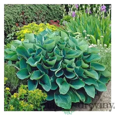 Hosta Elegans, výška20/30 cm v črepníku 3l Hosta Elegans