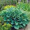 Hosta Elegans, výška20/30 cm v črepníku 3l Hosta Elegans