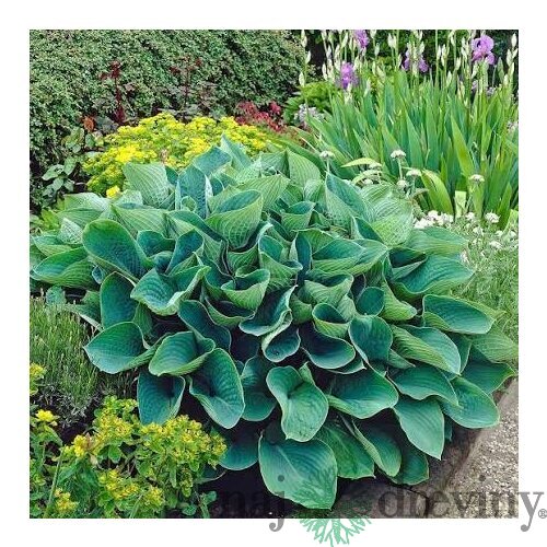 Hosta Elegans, výška20/30 cm v črepníku 3l Hosta Elegans