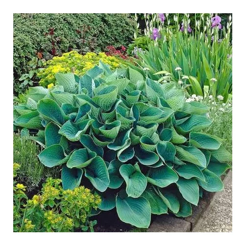 Hosta Elegans, výška20/30 cm v črepníku 3l Hosta Elegans
