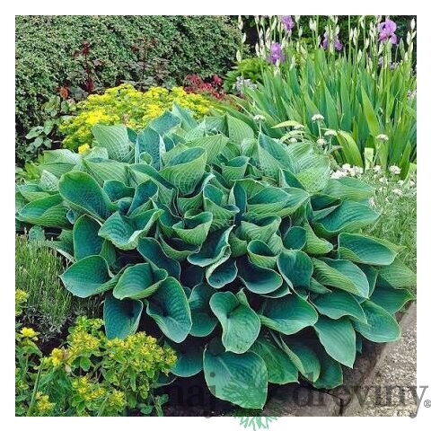 Hosta Elegans, výška20/30 cm v črepníku 3l Hosta Elegans