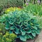 Hosta Elegans, výška20/30 cm v črepníku 3l Hosta Elegans