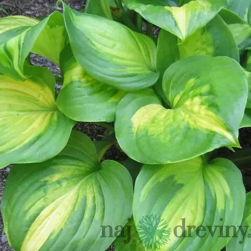 Hosta Emerald Charger, výška 20/30 cm v črepníku 3l Hosta Emerald Charger