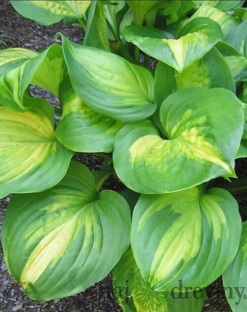 Hosta Emerald Charger, výška 20/30 cm v črepníku 3l Hosta Emerald Charger
