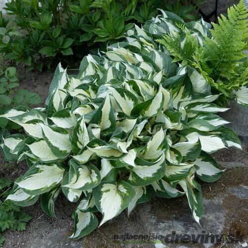 Hosta Fire and Ice 20/30 cm v črepníku 3l Hosta ‘Fire and Ice‘