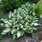 Hosta Fire and Ice 20/30 cm v črepníku 3l Hosta ‘Fire and Ice‘