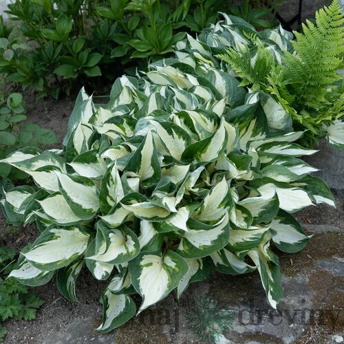 Hosta Fire and Ice 20/30 cm v črepníku 3l Hosta ‘Fire and Ice‘