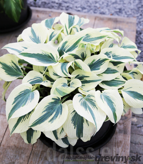 Hosta Firn Line 20/30 cm v črepníku 3l Hosta ‘Firn Line‘