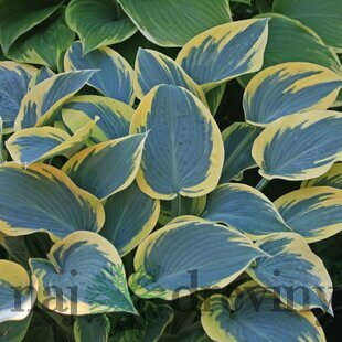 Hosta First Frost 20/30 cm v črepníku 3l Hosta ‘First Frost‘