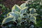 Hosta Flemish Tradition, výška 20/30 cm v črepníku 3l Hosta Flemish Tradition