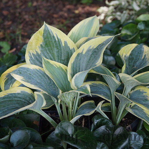 Hosta Flemish Tradition, výška 20/30 cm v črepníku 3l Hosta Flemish Tradition