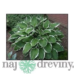 Hosta Francee 20/30 cm v črepníku 3l Hosta ‘Francee‘
