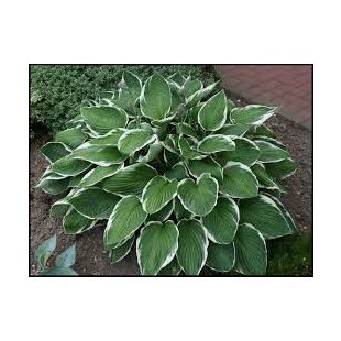 Hosta Francee 20/30 cm v črepníku 3l Hosta ‘Francee‘