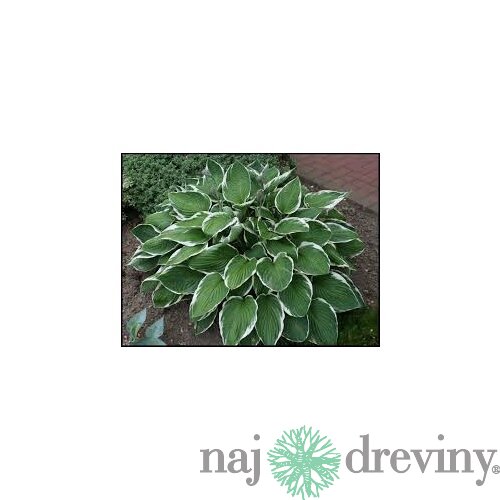 Hosta Francee 20/30 cm v črepníku 3l Hosta ‘Francee‘